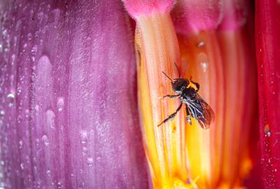 A small bee crawling on a colorful flower