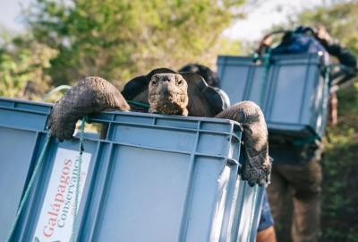 A giant tortoise riding in a plastic bin