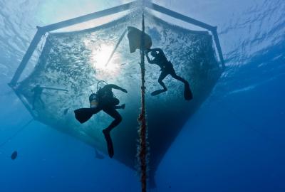Two divers swimming in a submerged net cage
