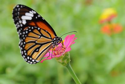 A monarch butterfly on a pink flower