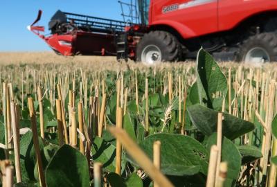 A cover crop's green leaves emerge among dry wheat stems after the harvest, with a red tractor in the background.