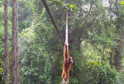 An orangutan holding onto a rope bridge looking back at the camera