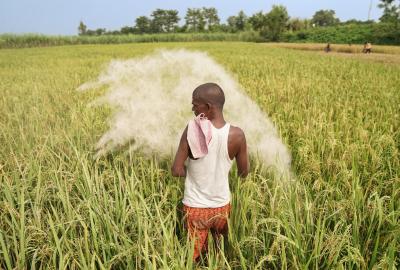 A farmer throwing a handful of white powdery fertilizer on his paddy field