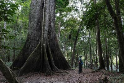 A person standing and looking up at a massive tree in the Amazon rainforest