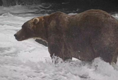 A fat brown bear, specifically bear 89 aka Backpack from Fat Bear Week, standing in a stream