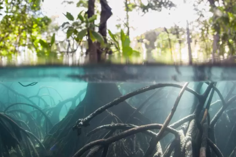 Mangrove forest half underwater