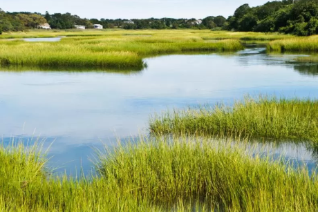 A marshland with trees in the distance