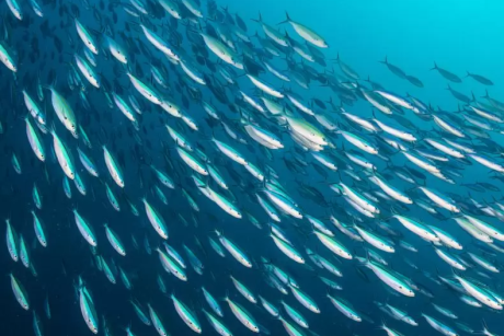 A school of fish swimming underwater