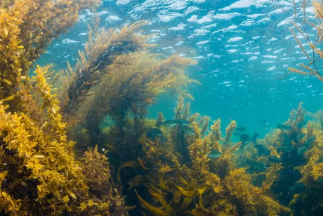 Underwater shot of seaweed