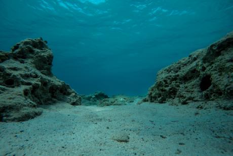 An underwater shot of a sea floor