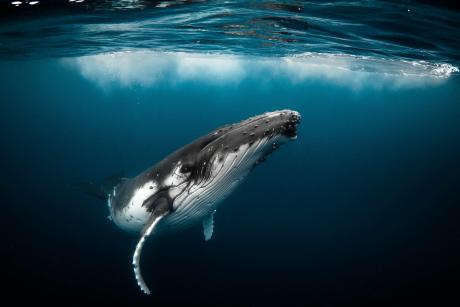 Humpback whale playfully swimming underwater in clear ocean