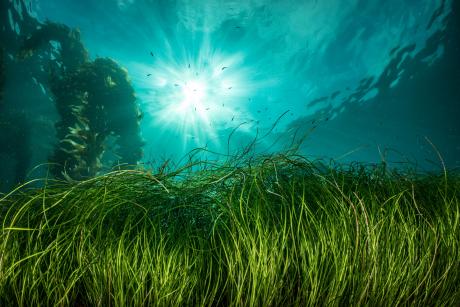 A bed of seagrass waving underwater with the sun gleaming through the water above