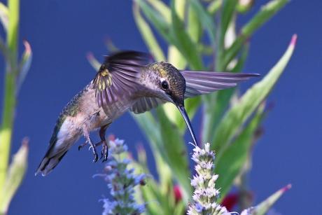 A hummingbird getting a sip from a flower