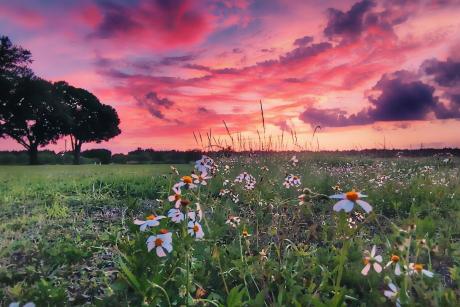 A row of wildflowers at sunset