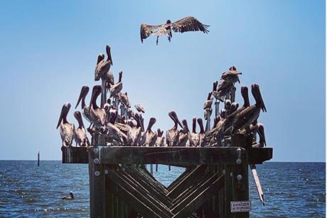 A pier with a bunch of pelicans on it and one flying