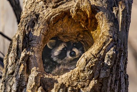 A raccoon peaking its head out of a hole in a tree