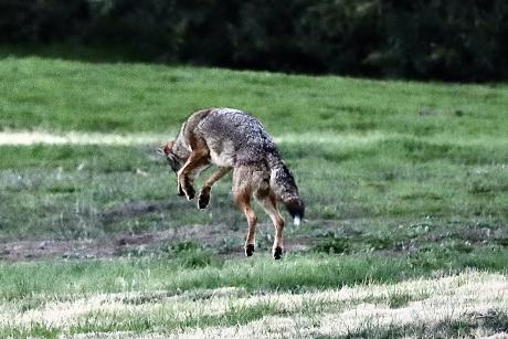 A coyote midair in a pounce 
