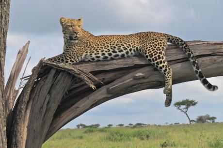 A leopard lounging in a tree