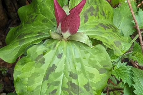A trillium plant with green leaves and red flowers