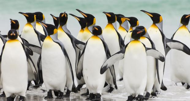 A group of penguins (which is called a waddle!) walking in shallow water on a beach