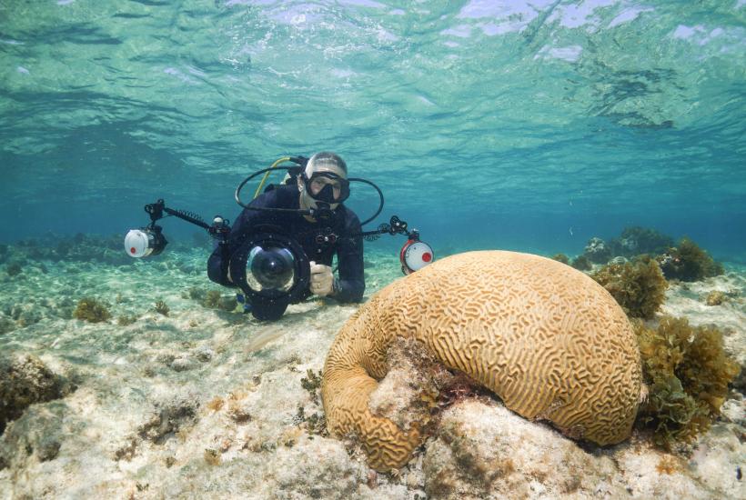 A researcher swimming underwater near coral
